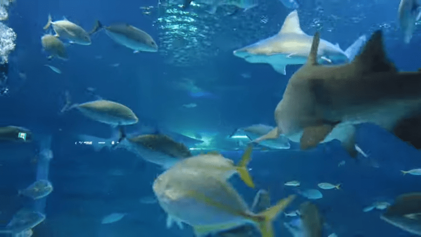 수원 광교 아쿠아플라넷 실내 데이트장소 추천 아이들과 가볼만한곳 수원아쿠아리움 0 22 screenshot