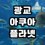 광교 아쿠아플라넷 식당 인어공주 주차 할인 맛집 공연시간 갤러리아 아쿠아리움 위치